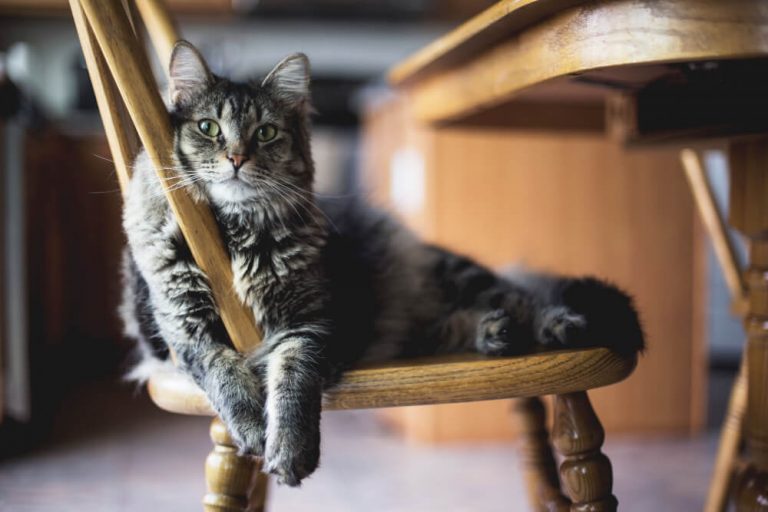 Gato Peludo: Conheça 7 Desses Fofinhos