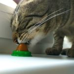 Doce Para Gato Sem Açúcar Candy Cat photo review
