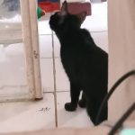 Doce Para Gato Sem Açúcar Candy Cat photo review