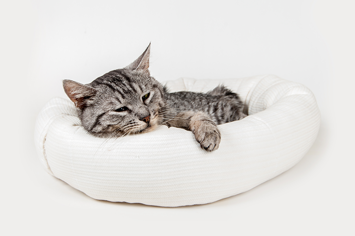 camas para gatos.,cama para gato,modelos de cama para gato,camas para gatos com arranhadores,camas suspensas