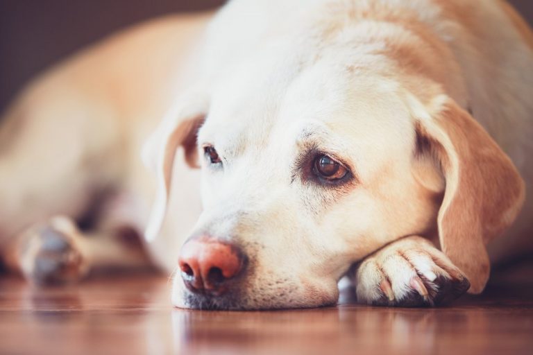 Cachorro Triste: Causas e Como Lidar com a Depressão Canina
