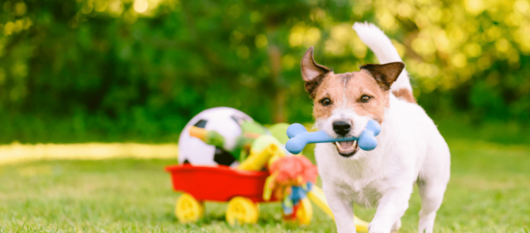 5 Melhores Brinquedos Para Cachorro: Presenteie seu Amigão!