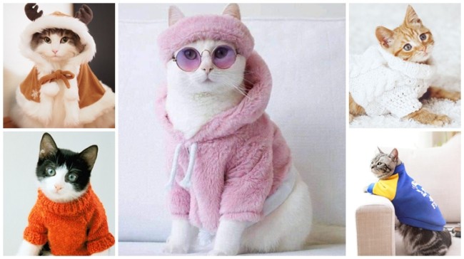 como fazer roupas para gatos,roupas em gatos,castração,roupas para gatos