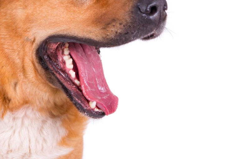 Dentes de cachorro: Por que os cães batem os dentes?