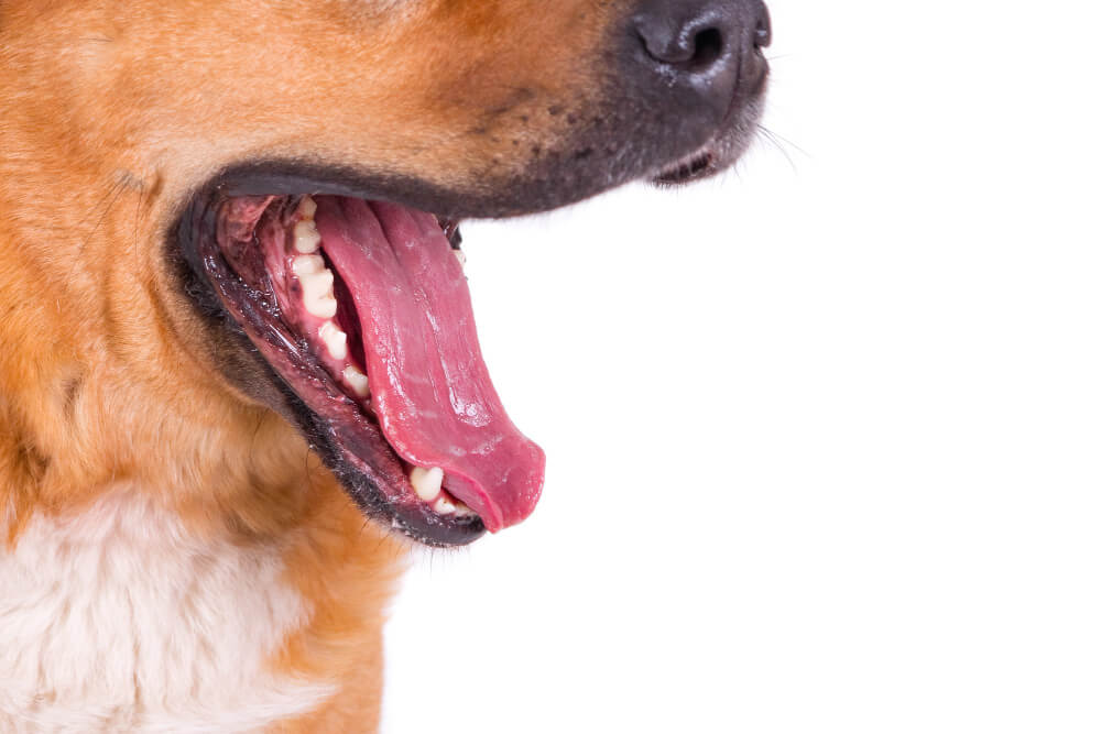 cães,cachorro,linguagem corporal,ranger dos dentes