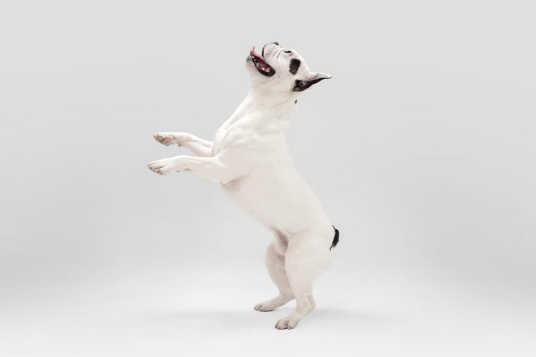 Cachorro pulando: como fazer seu cachorro parar de pular