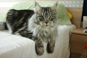 Maine_Coon_Fallen_male_Angel_of_Canadian_Summer_01 (1)