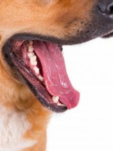 Dentes-de-cachorro-768x512
