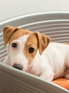 jack-russell-terrier-lying-on-dog-bed-768x490