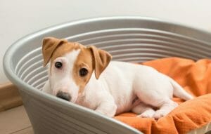 jack-russell-terrier-lying-on-dog-bed-768x490