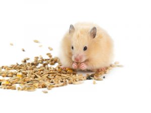 como-alimentar-hamster (1)