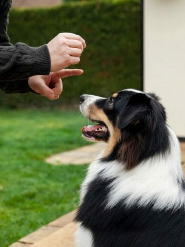 treinamento de cães: O que você precisa saber