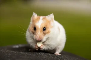 hamster-comer-pao-vida-de-bicho-pexels-sharon-snider-4520484 (1)
