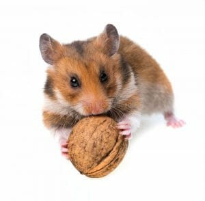 hamster-pequeno-que-come-uma-noz-30461507 (1)