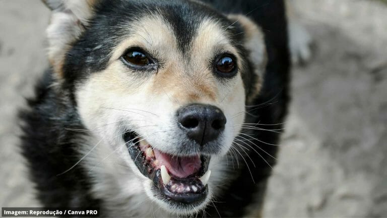 Com quantos anos o cachorro perde os dentes na velhice?